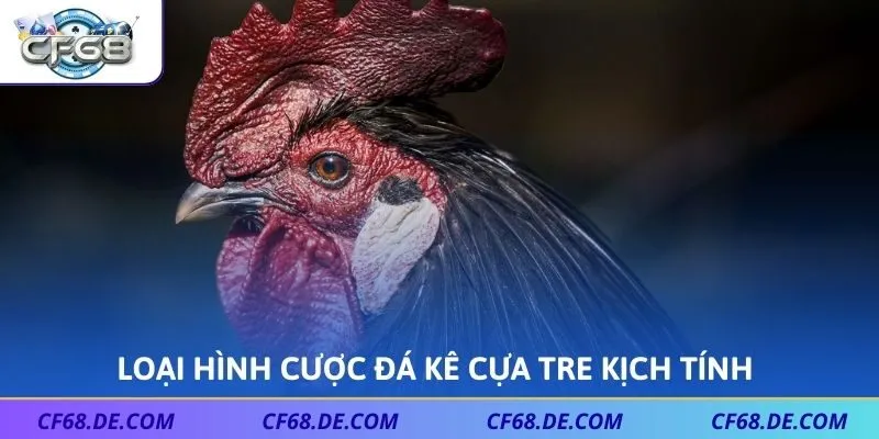 Loại hình cược đá kê cựa tre kịch tính