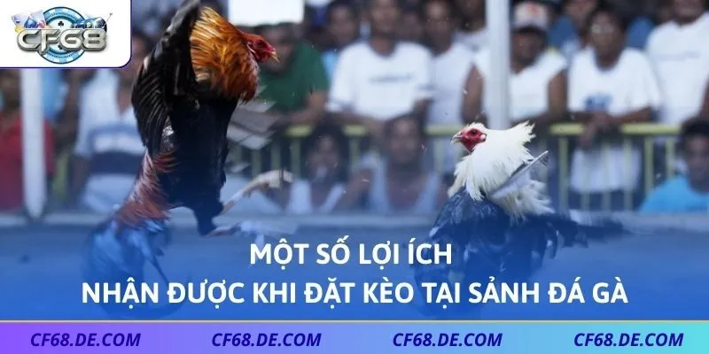 Một số lợi ích nhận được khi đặt kèo tại sảnh đá gà